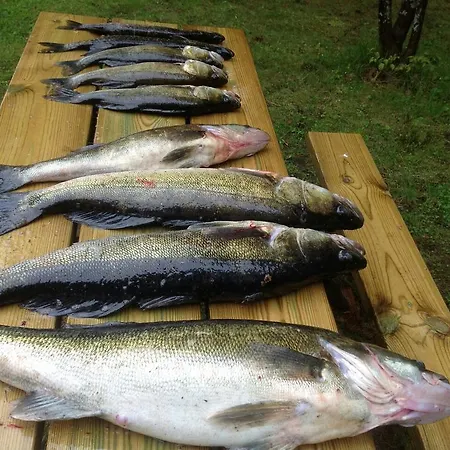 Fishing Niemelä Simpele