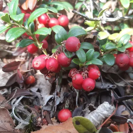 Niemelae With Jacuzzi * Melkoniemi