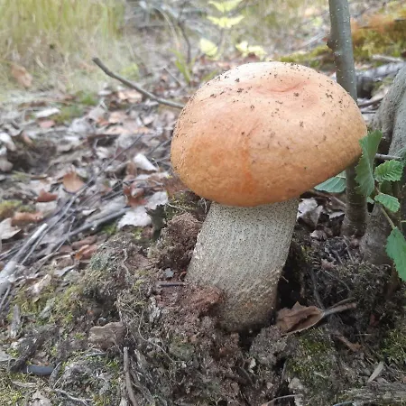 别墅 Niemelae With Jacuzzi