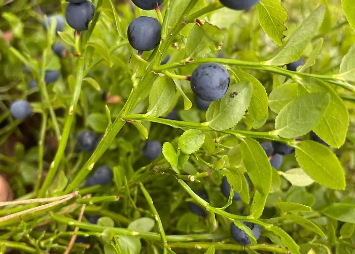 Niemelae With Jacuzzi *