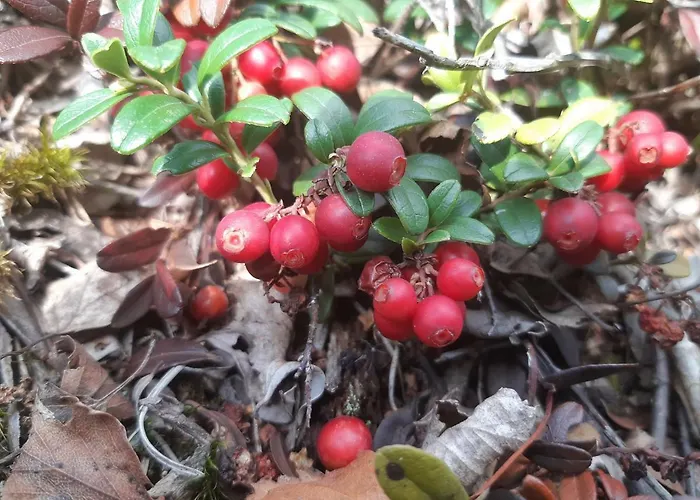Niemelae With Jacuzzi * Melkoniemi