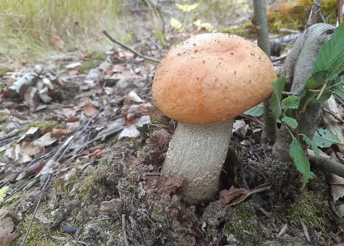 Villa Niemelae With Jacuzzi